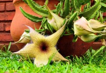 Стапелия (Stapelia)