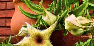 Стапелия (Stapelia)