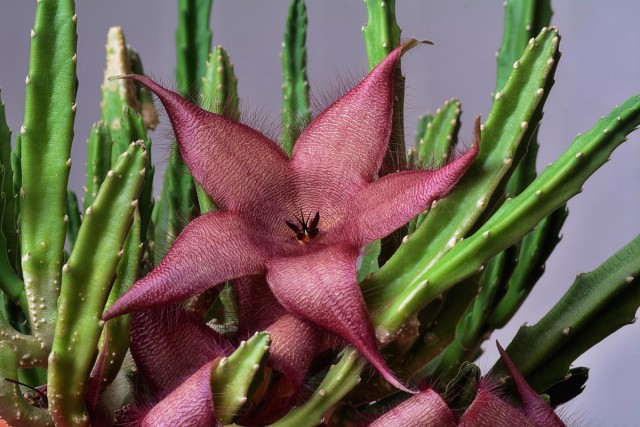 Стапелия гигантская (Stapelia gigantea) Стапелия гигантская (Stapelia gigantea)
