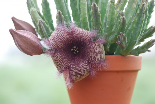 Стапелия крупноцветковая (Stapelia grandiflora) Стапелия крупноцветковая (Stapelia grandiflora)