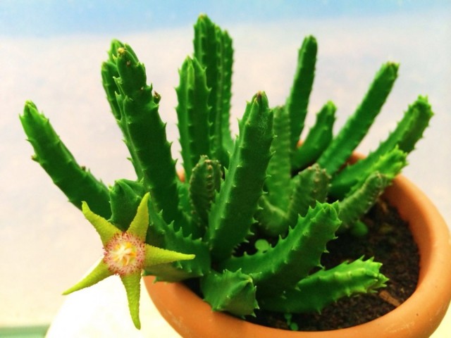 Стапелия золотисто-пурпурная (Stapelia flavopurpurea) Стапелия золотисто-пурпурная (Stapelia flavopurpurea)