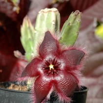 Стапелия звездообразная (Stapelia asterias) Стапелия звездообразная (Stapelia asterias)