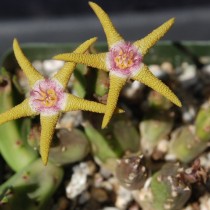 Стапелия золотисто-пурпурная (Stapelia flavopurpurea) Стапелия золотисто-пурпурная (Stapelia flavopurpurea)