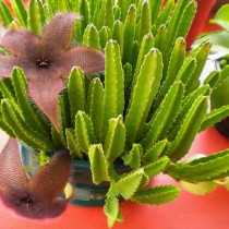 Стапелия гигантская (Stapelia gigantea) Стапелия гигантская (Stapelia gigantea)