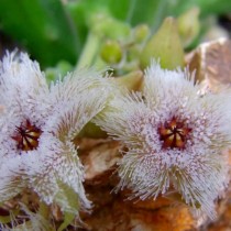 Стапелия железистоцветковая (Stapelia glanduliflora) Стапелия железистоцветковая (Stapelia glanduliflora)