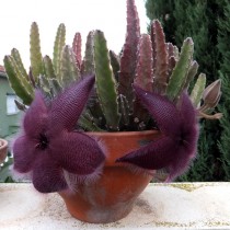 Стапелия крупноцветковая (Stapelia grandiflora) Стапелия крупноцветковая (Stapelia grandiflora)
