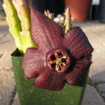 Стапелия изменчивая (Stapelia mutabilis) Стапелия изменчивая (Stapelia mutabilis)
