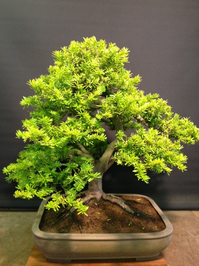 Тис остроконечный, или Тис дальневосточный (Taxus cuspidata) Тис остроконечный, или Тис дальневосточный (Taxus cuspidata)