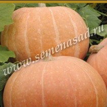 Тыква Парижская золотая Тыква Парижская золотая