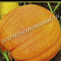 Тыква Большой Макс Тыква Большой Макс