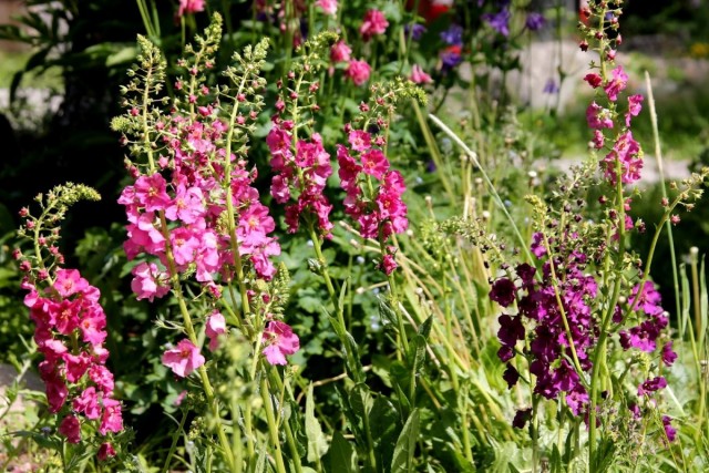 Коровяк фиолетовый (Verbascum phoeniceum) Коровяк фиолетовый (Verbascum phoeniceum)