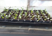 Выращивание георгин из семян