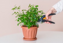 Обрезка комнатных растений