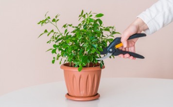 Обрезка комнатных растений