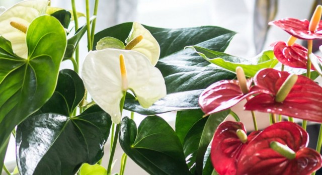 Антуриумы (Anthurium) Антуриумы (Anthurium)