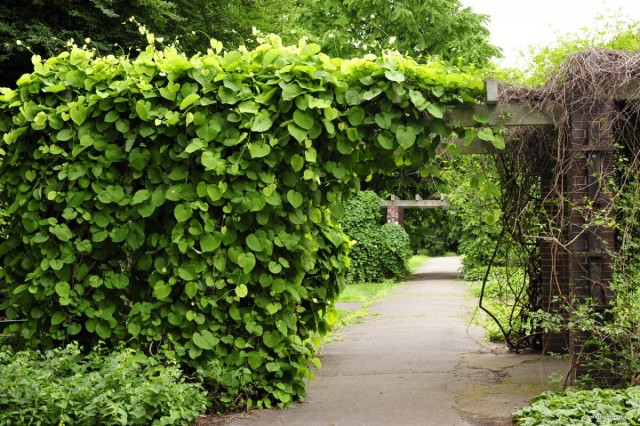 Кирказон крупнолистный (Aristolochia macrophylla) Кирказон крупнолистный (Aristolochia macrophylla)