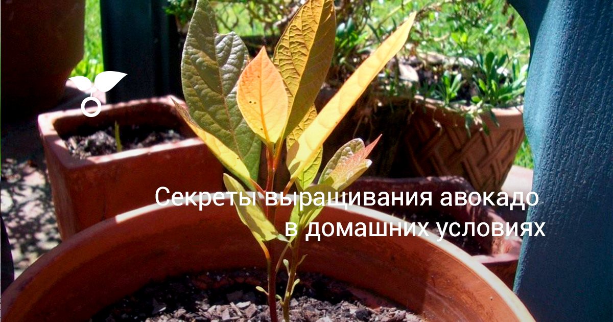 Уход за авокадо в домашних условиях 10