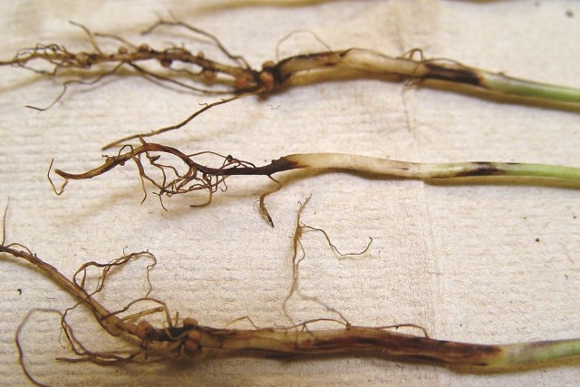Пораженные чёрной ножкой корни и стебли рассады