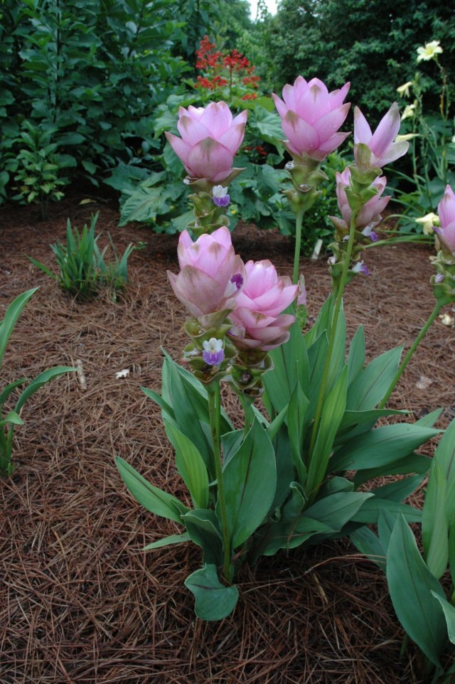Растение куркума (Curcuma) Растение куркума (Curcuma)