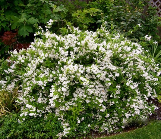 Как вырастить дейцию из семян? - Декоративные кустарники Дейция белая низкорослая