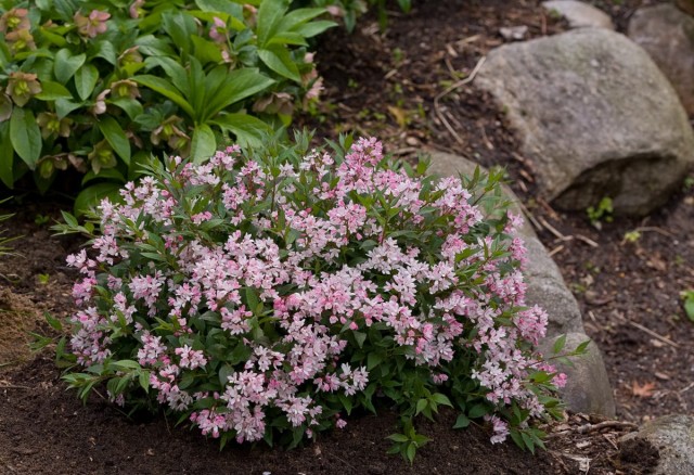 Дейция розовая низкорослая «Юки Черри Блоссом» (Deutzia 'Yuki Cherry Blossom®') Дейция розовая низкорослая «Юки Черри Блоссом» (Deutzia 'Yuki Cherry Blossom®')