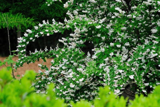 Дейция (Deutzia) Дейция (Deutzia)