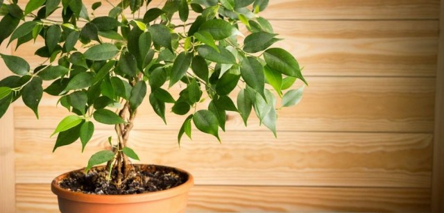Фикус Бенджамина (Ficus benjamina) Фикус Бенджамина (Ficus benjamina)