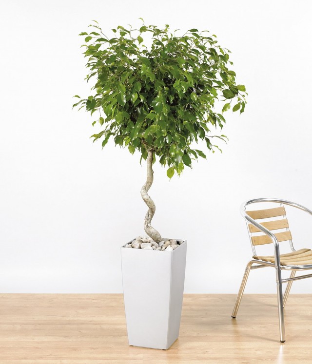 Фикус Бенджамина (Ficus benjamina) Фикус Бенджамина (Ficus benjamina)