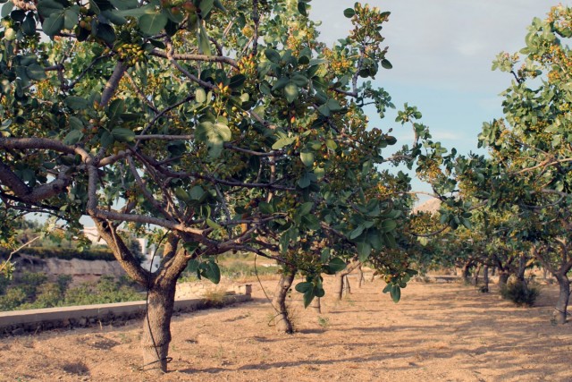 Плантация фисташки настоящей, или фисташкового дерева (Pistacia vera)