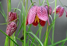 Рябчик (Fritillária)