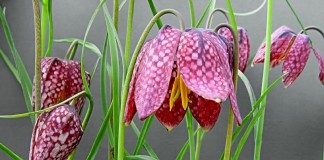 Рябчик (Fritillária)