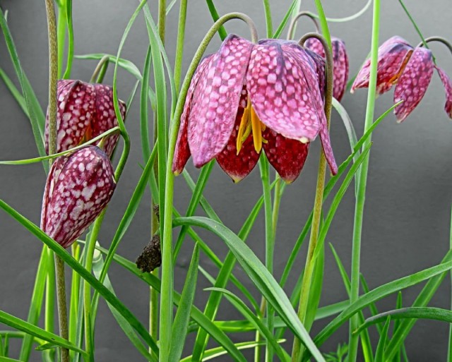 Рябчик (Fritillária)