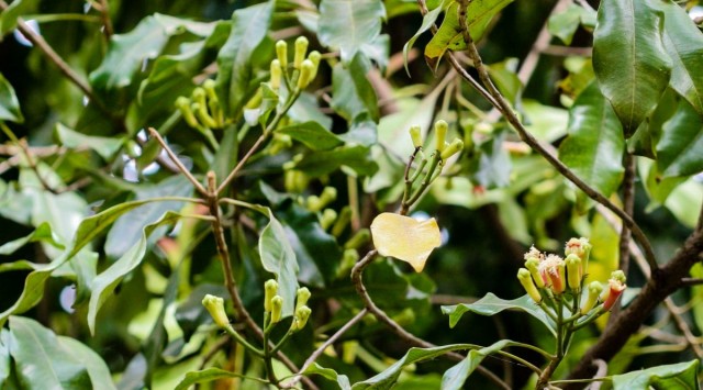 Бутоны (цветочные почки) гвоздичного дерева (Syzygium aromaticum) Бутоны (цветочные почки) гвоздичного дерева (Syzygium aromaticum)