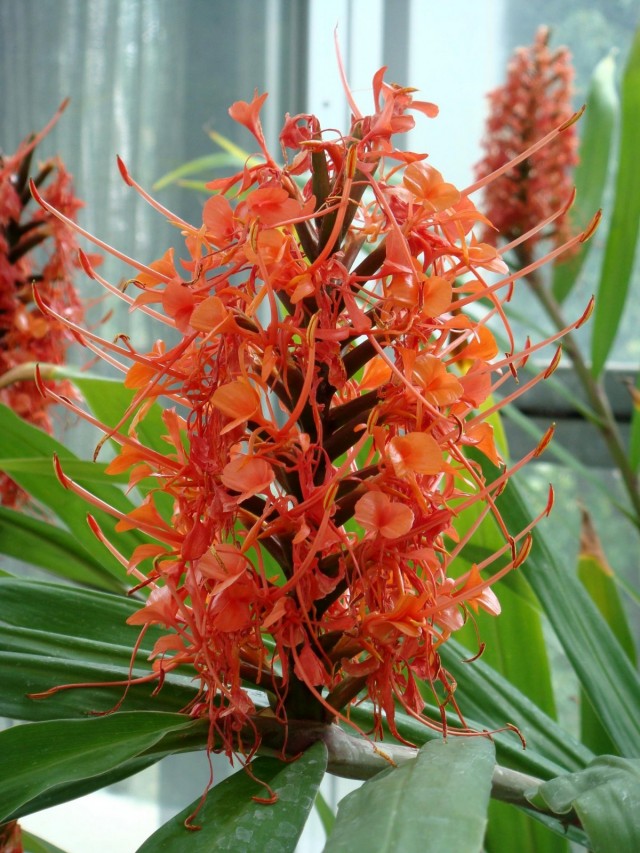 Гедихиум (Hedychium)