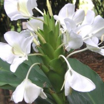 Гедихиум венценосный, или гедихиум корончатый (Hedychium coronarium)