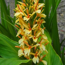 Гедихиум Гарднера (Hedychium gardnerianum)