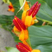 Гедихиум Хорсфильда (Hedychium horsfieldii)