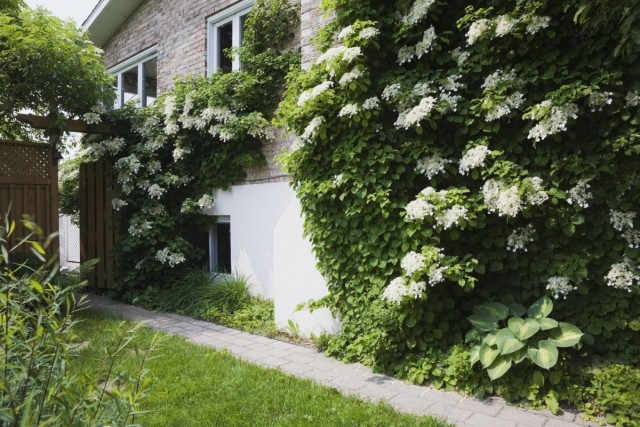 Гортензия черешковая (Hydrangea petiolaris) на стене дома Гортензия черешковая (Hydrangea petiolaris) на стене дома
