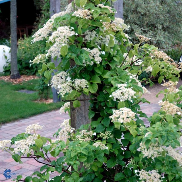 Гортензия черешковая (Hydrangea petiolaris) Гортензия черешковая (Hydrangea petiolaris)