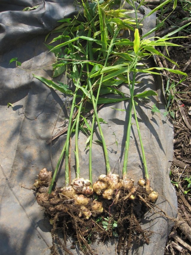 Выкопанное с корнями растение имбиря аптечного (Zingiber officinale)