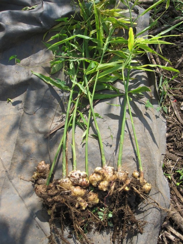 Выкопанное с корнями растение имбиря аптечного (Zingiber officinale) Выкопанное с корнями растение имбиря аптечного (Zingiber officinale)