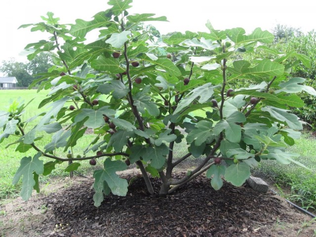 Инжир, или Фига, или Фиговое дерево (Ficus carica) Инжир, или Фига, или Фиговое дерево (Ficus carica)