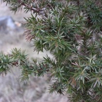 Можжевельник обыкновенный (Juniperus communis) Можжевельник обыкновенный (Juniperus communis)