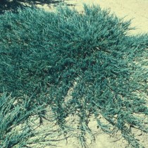 Можжевельник горизонтальный (Juniperus horizontalis) Можжевельник горизонтальный (Juniperus horizontalis)