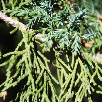 Можжевельник китайский (Juniperus chinensis) Можжевельник китайский (Juniperus chinensis)