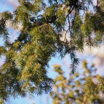 Можжевельник твердый (Juniperus rigida) Можжевельник твердый (Juniperus rigida)