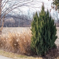 Можжевельник высокий (Juniperus excelsa) Можжевельник высокий (Juniperus excelsa)