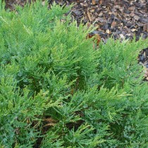 Можжевельник казацкий (Juniperus sabina) Можжевельник казацкий (Juniperus sabina)