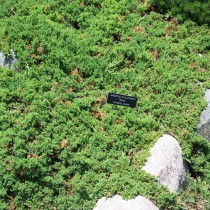 Можжевельник лежачий, или склоняющийся (Juniperus procumbens) Можжевельник лежачий, или склоняющийся (Juniperus procumbens)