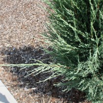 Можжевельник скальный (Juniperus scopulorum) 